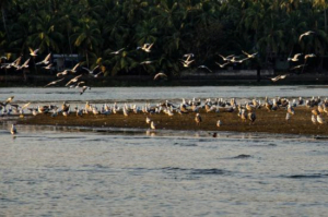 Things to do in Calicut, Kalalundi Bird Sanctuary, Jellyfish Watersports